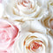 White Rose (カード収納＆ミラー付 ハードケース)
